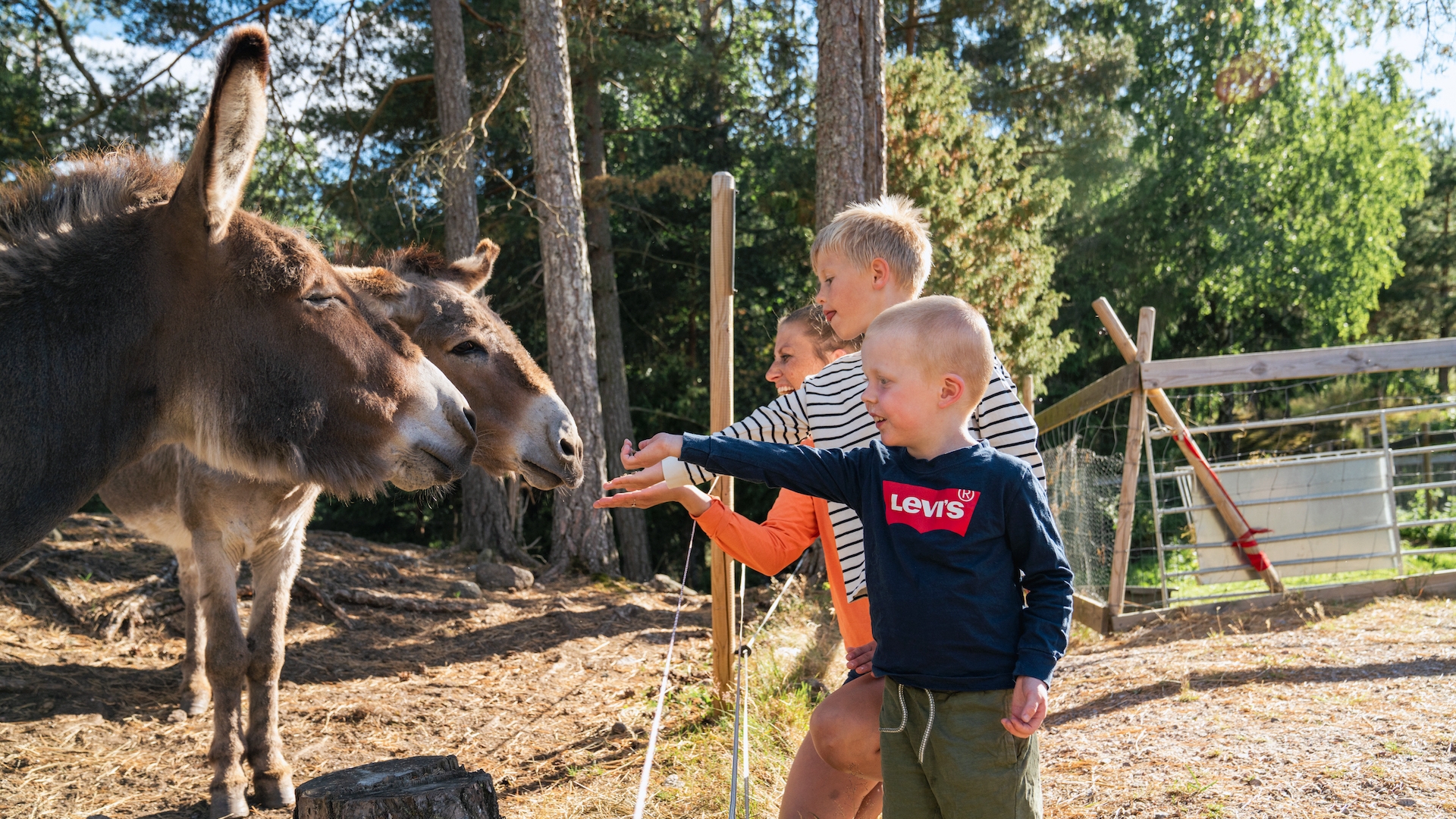 M&ouml;ta djur p&aring; Hufjell Familjepark i Drangedal. Foto: Yngve Ask.