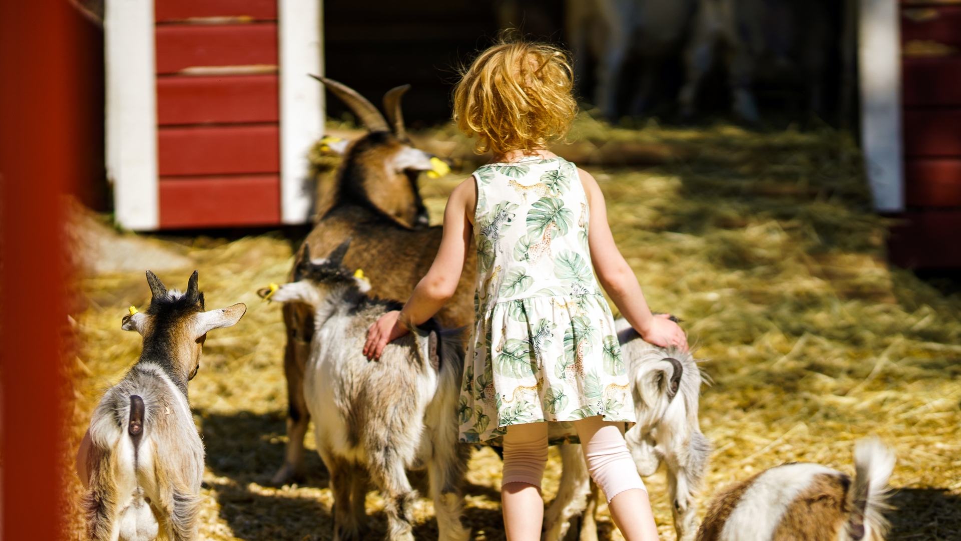 Tr&auml;ffa mysiga djur p&aring; Foldvik Familjepark