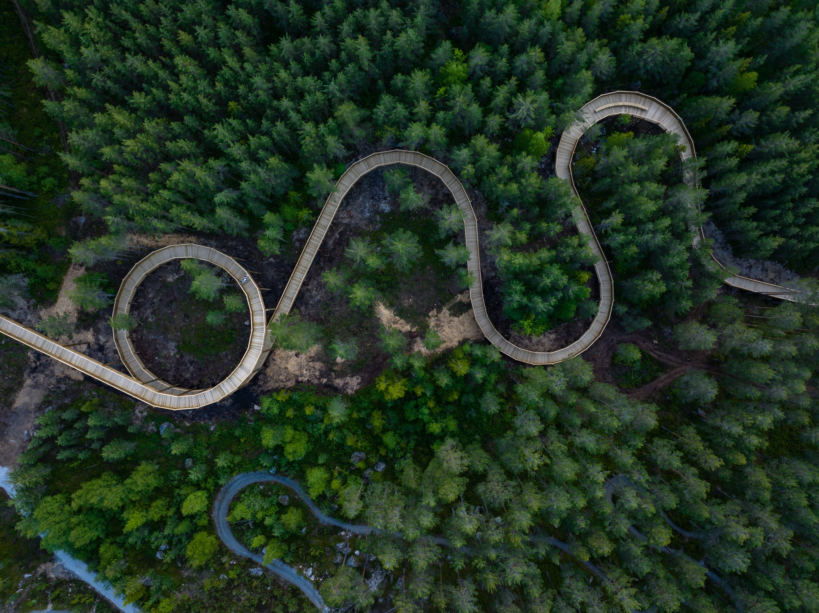 Plankv&auml;gen &auml;r en kilometer l&aring;ng och slingrar sig genom naturen. Foto: Yngve Ask.