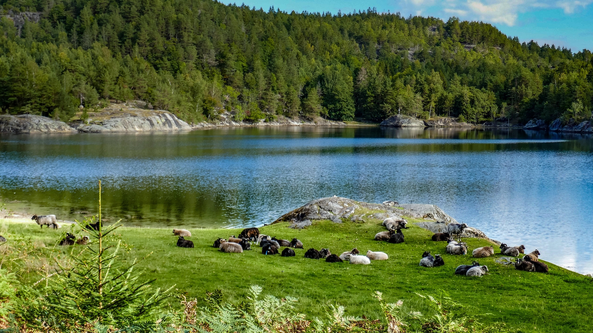 Sveivdok ekologiska g&aring;rd p&aring; Gum&oslash;y. Foto: Sveivdok ekologiska g&aring;rd.