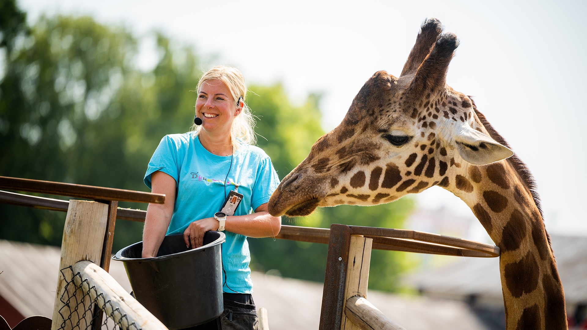 Djurv&aring;rdare som matar en giraff i Kristiansand Dyrepark. Foto: Daniel Schjott.